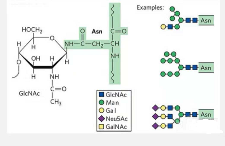 Glycopeptide technology