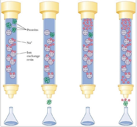 What is protein purification and classification?
