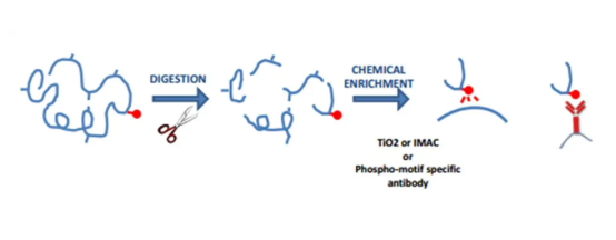 What is the role of phosphorylation in peptides?