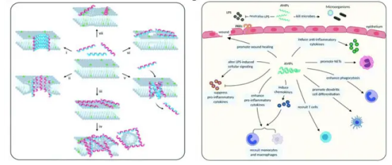 Antimicrobial peptides have a good inhibitory effect on Helicobacter pylori