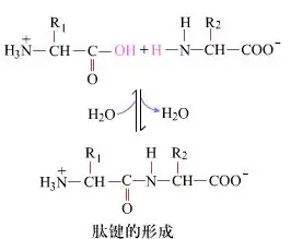 How is the principle of peptide bond formation in peptide custom synthesis？