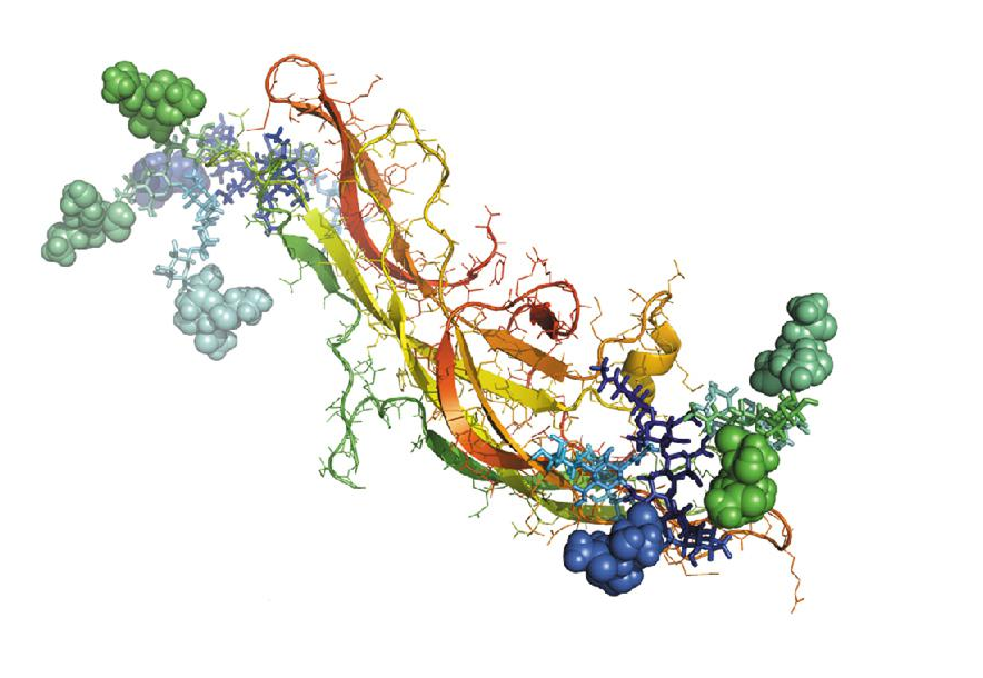 Four characteristics of antimicrobial peptides