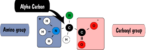 Amino Acids1.png