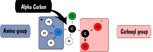 Properties and Structure of Amino Acids