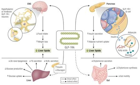 What is GLP-1?
