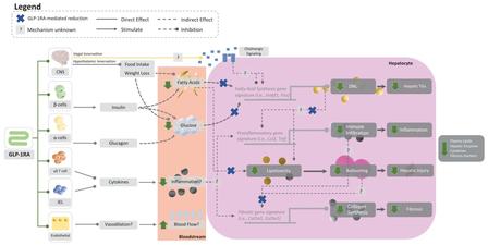 New Generation Multi-target Co-agonist Peptides
