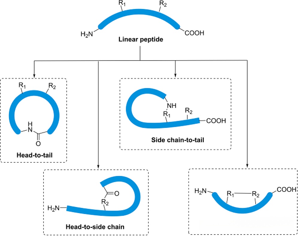(I) on the Related Technology and Prospect of Cyclic Peptide Synthesis