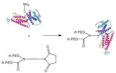 Main functions and disadvantages of PEGylation