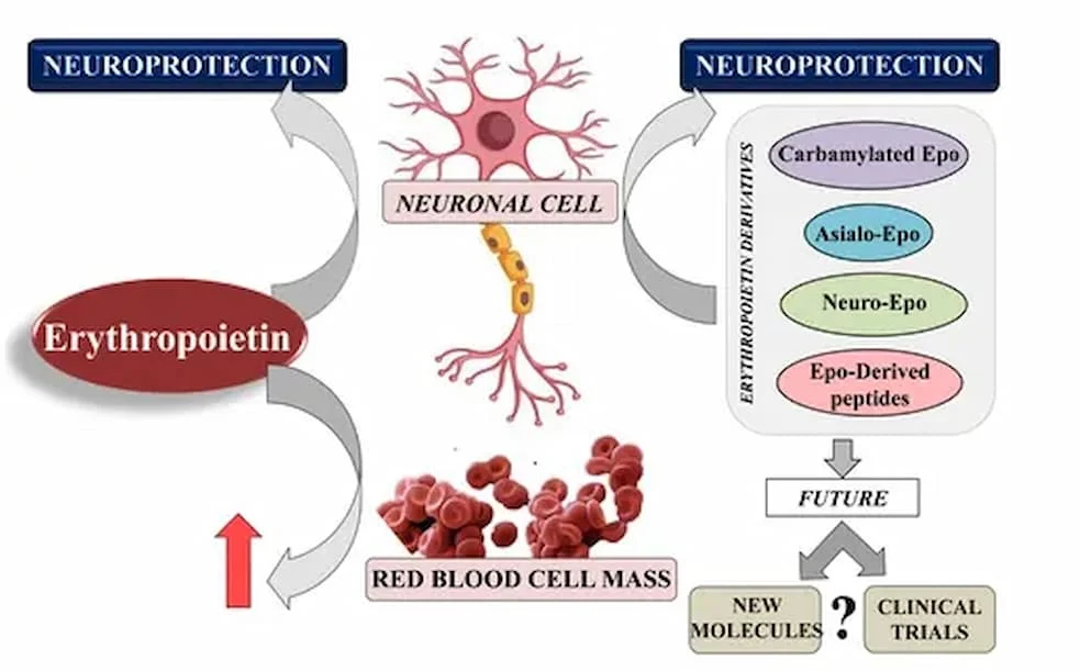 ARA-290: A Next-Generation Peptide for Accelerated Skin Healing