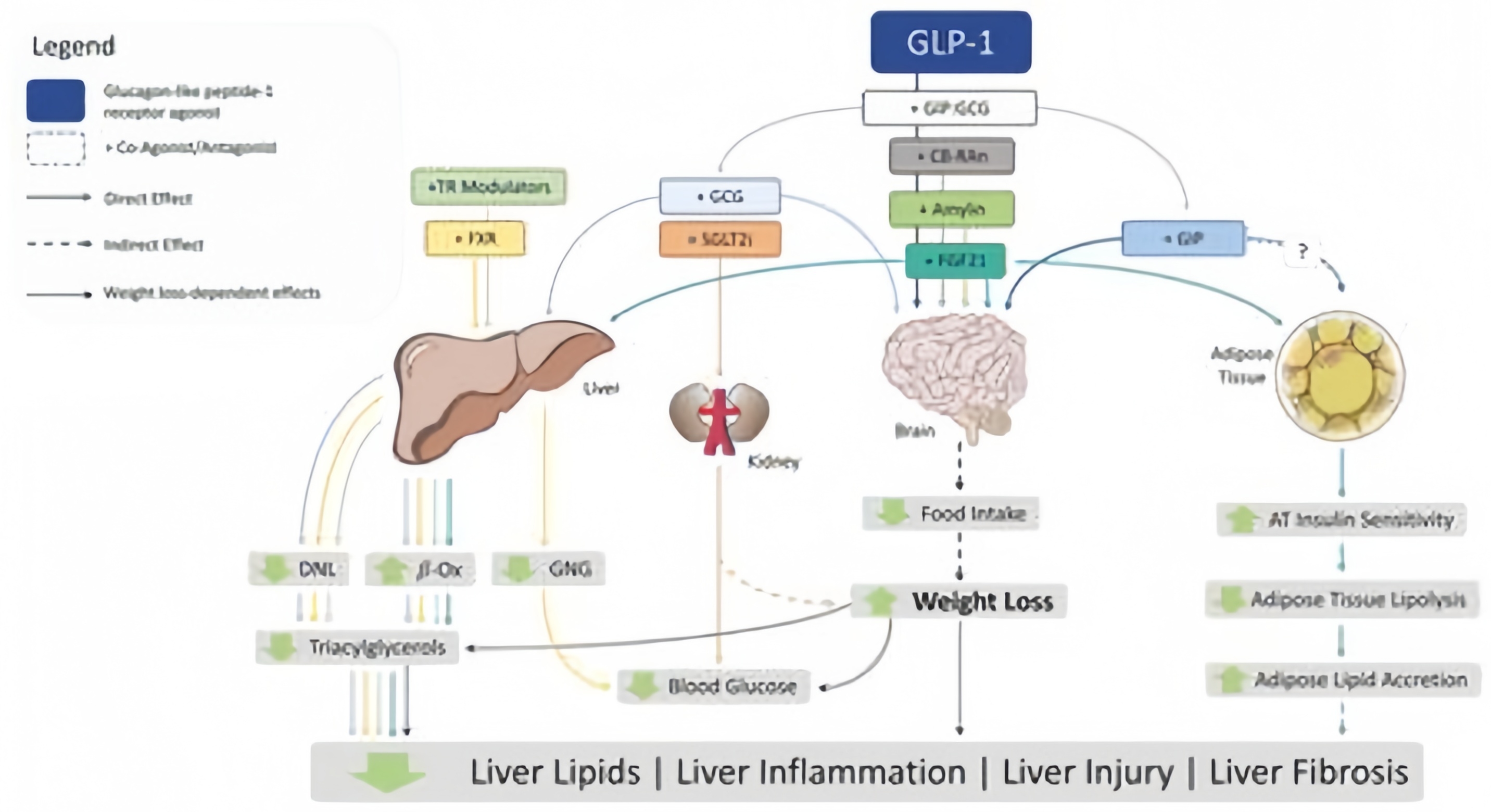 GLP-1 peptide