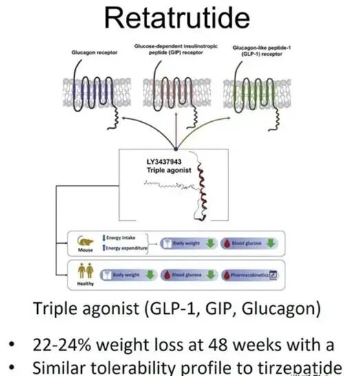 Introduction and preparation of a promising breakthrough weight loss product, Rutaglutide