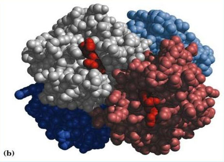 The three-dimensional structure of proteins